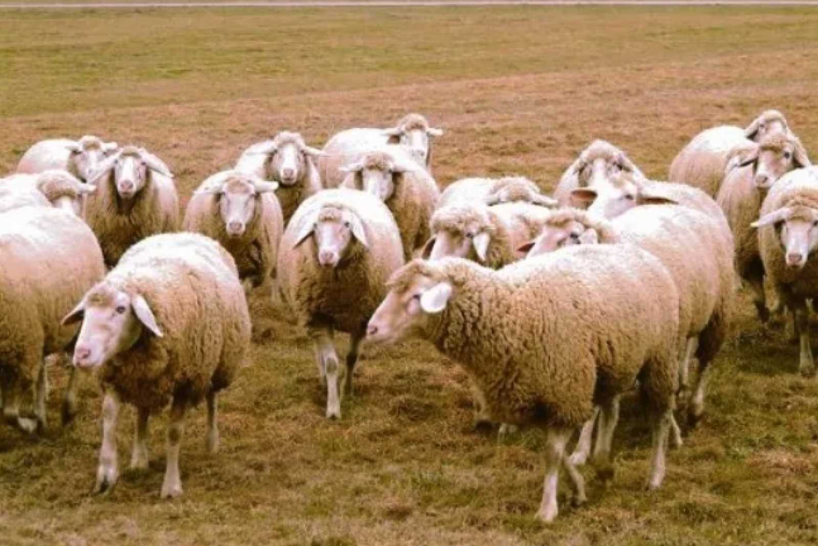 Argentina exportará ovinos, caprinos y material genético a Chile