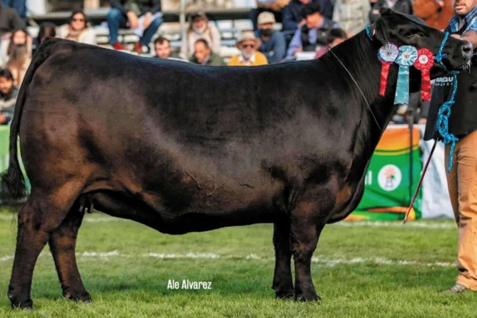 Una vaca uruguaya ganó el Miss Angus World 2021 y se conviertió en la mejor del mundo